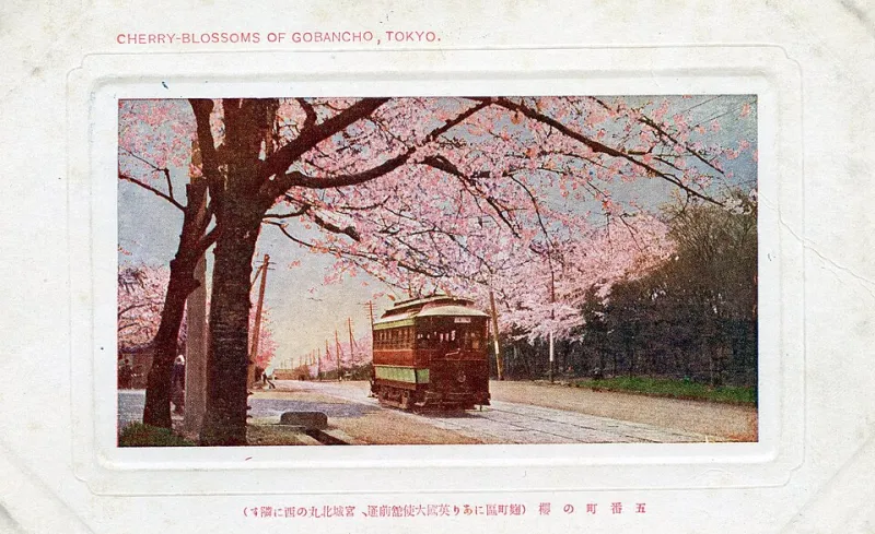 Florescer no Japão, tomar sol na Argentina: o calendário perfeito entre dois hemisférios